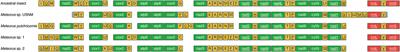 Comparative mitogenomes reveal diverse and novel gene rearrangements in the genus Meteorus (Hymenoptera: Braconidae)